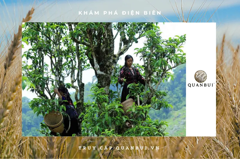 Chè Tuyết Tủa Chùa là gì và tại sao nó đặc biệt?