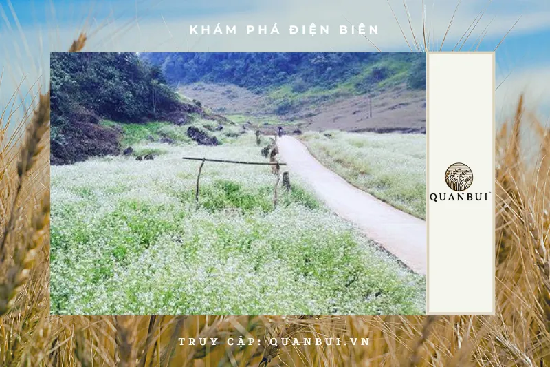 Tháng 12 – Mùa hoa cải trắng