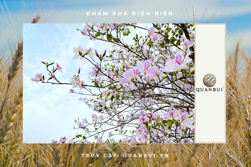 Tháng 3 – Mùa hoa ban rực rỡ