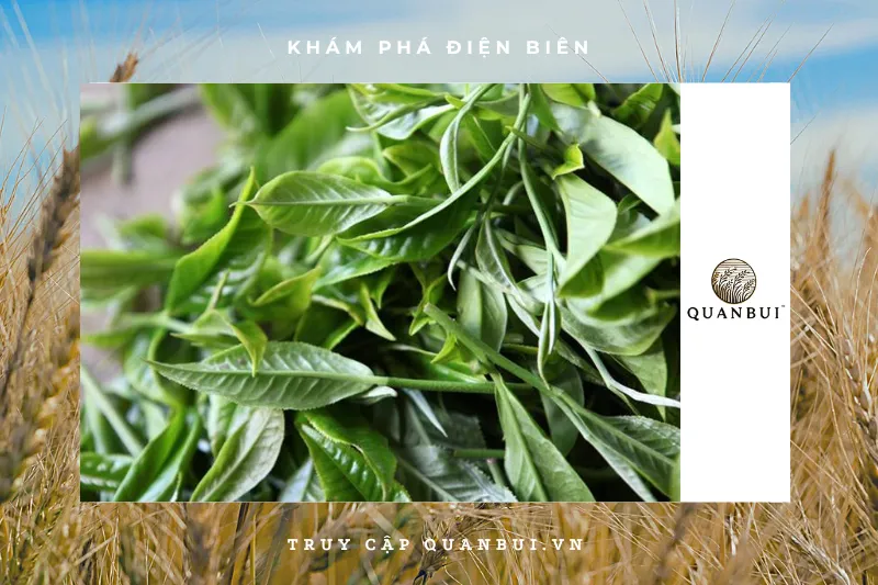 Quy trình thu hoạch và chế biến chè Tuyết Tủa Chùa