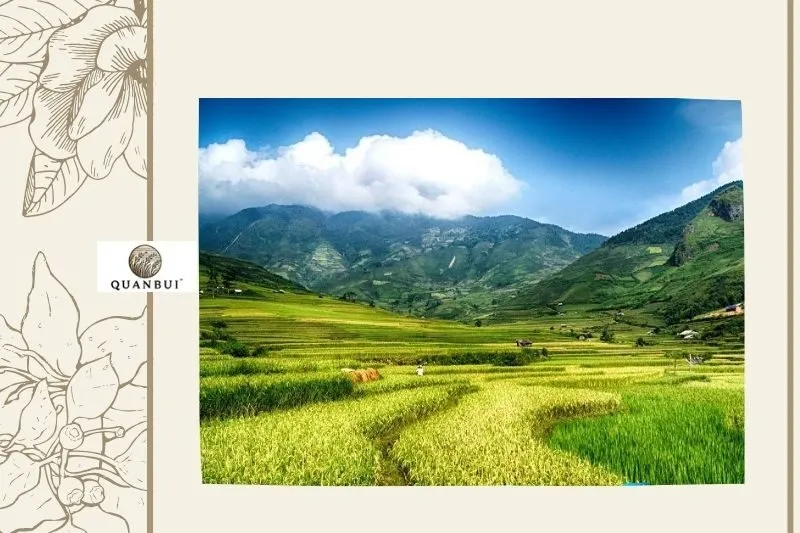 Cánh đồng Mường Thanh qua các mùa trong năm