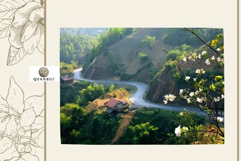 Hoa ban Điện Biên là gì và lý do nổi bật?