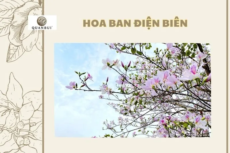Hoa ban Điện Biên