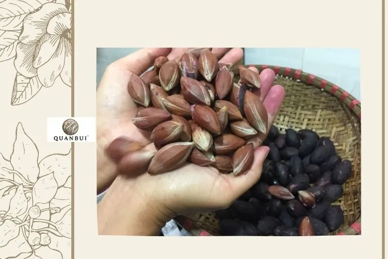 Lưu ý khi chế biến món nhộng ong đất dầm trám đen