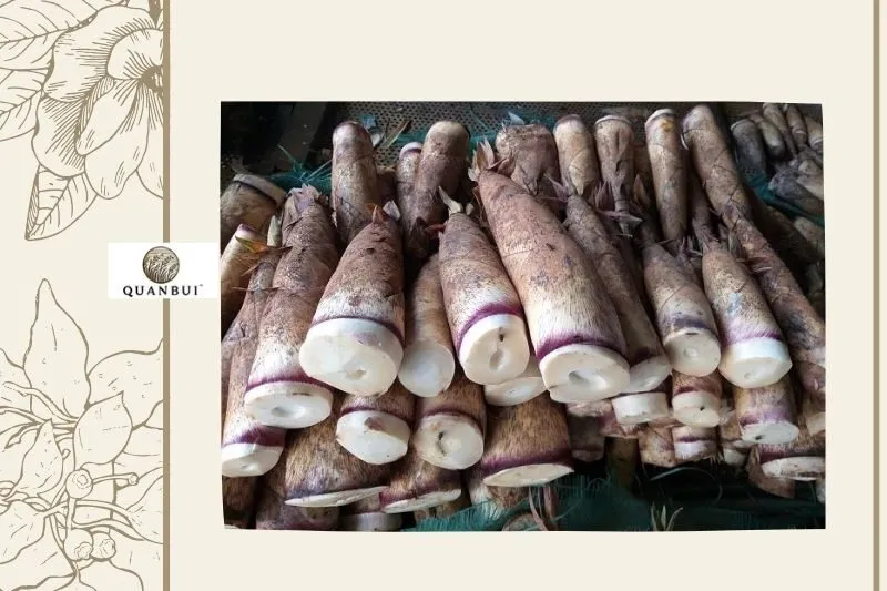 Măng đắng Điện Biên - Tất cả những gì bạn cần biết