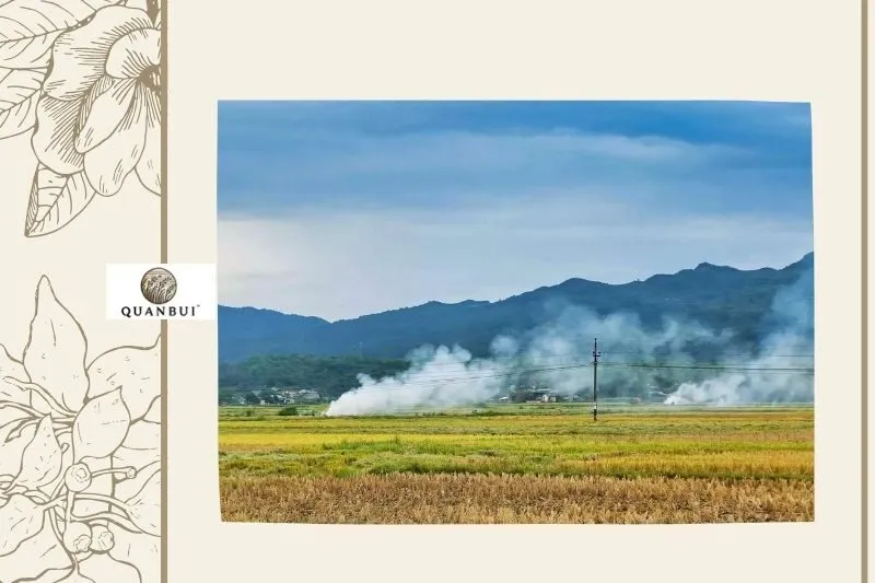 Tổng Quan Cánh Đồng Mường Thanh Điện Biên