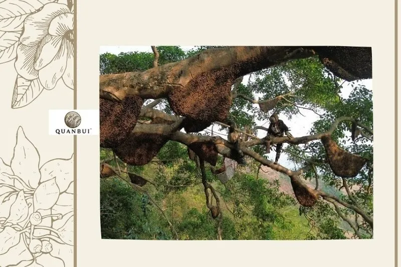 Tổng Quan Mật Ong Rừng Điện Biên