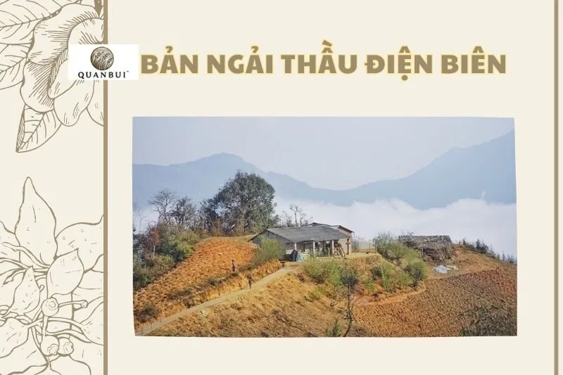 BẢN NGẢI THẦU ĐIỆN BIÊN