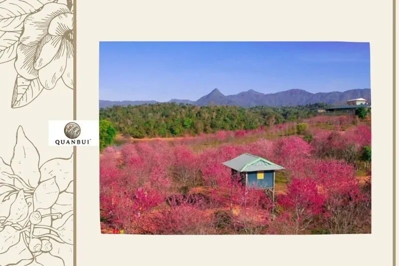 Điểm nhấn về ẩm thực tại Lễ hội Hoa anh đào