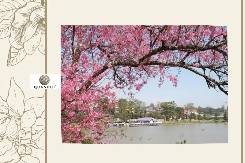 Lịch trình chi tiết của Lễ hội Hoa anh đào Điện Biên