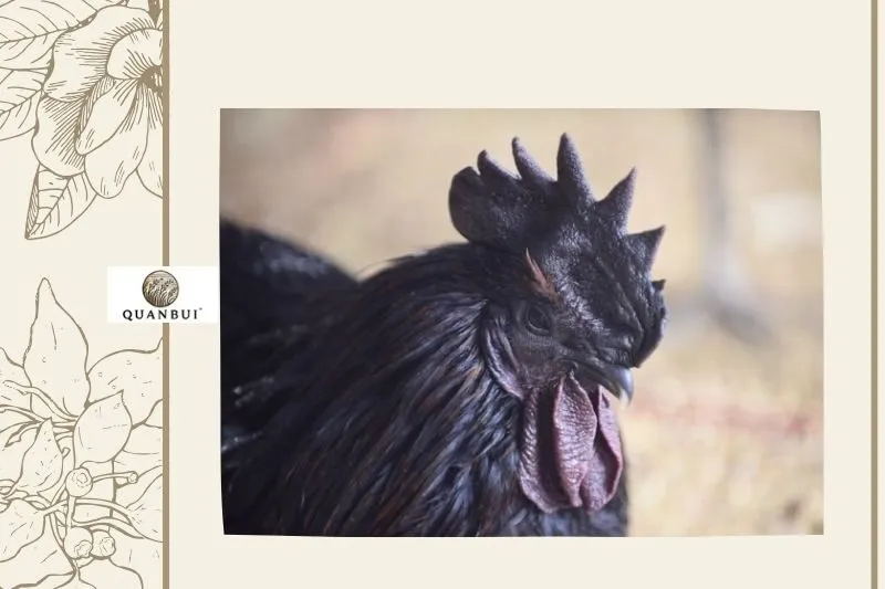 Lợi ích dinh dưỡng của gà đen Tủa Chùa