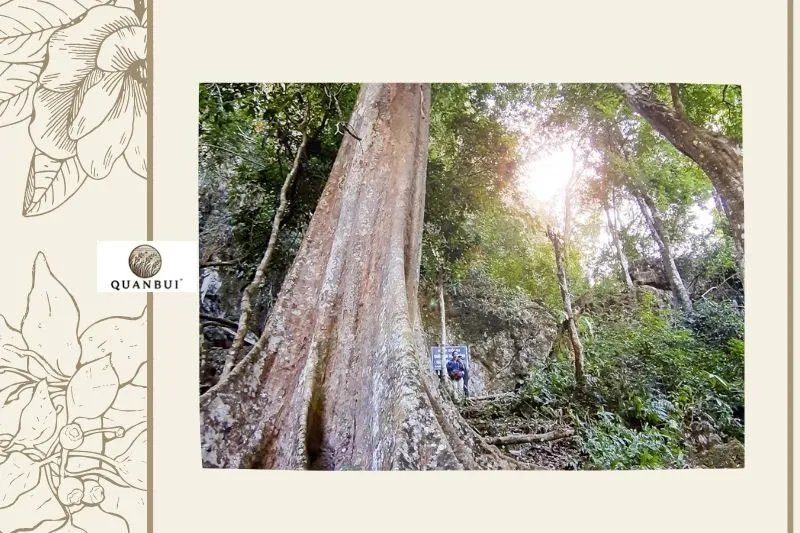 Thông Tin Chung Cầu Hang Tôm Điện Biên