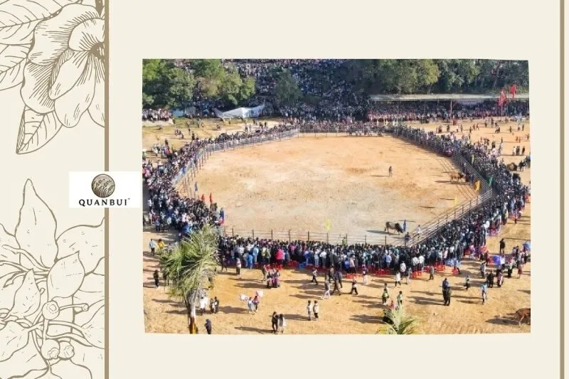 Các thành tựu của Hội thi đấu bò Điện Biên Đông