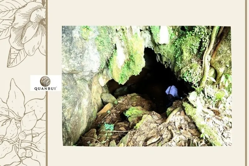 Cấu trúc và đặc điểm của Hang Mường TỉnhCấu trúc và đặc điểm của Hang Mường Tỉnh