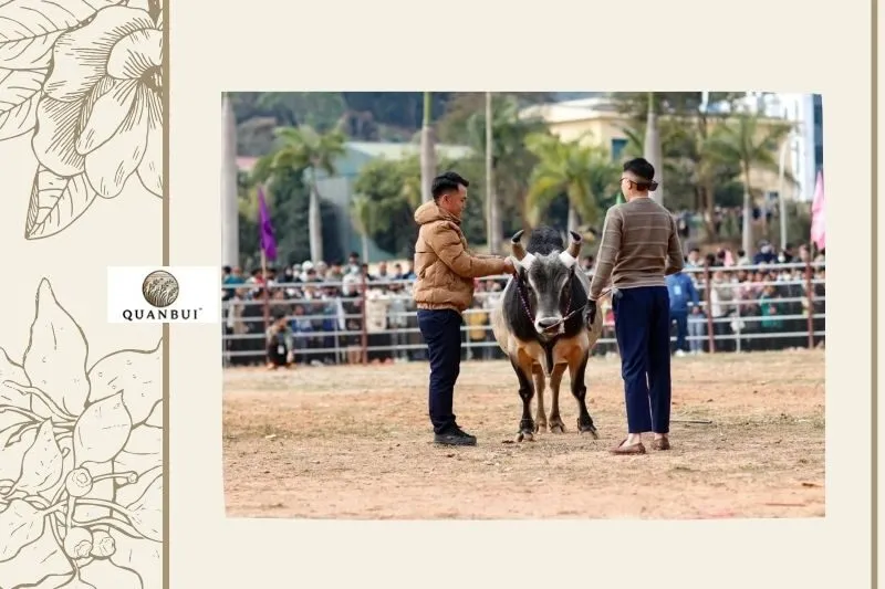 Hội thi đấu bò Điện Biên và phát triển du lịch địa phương