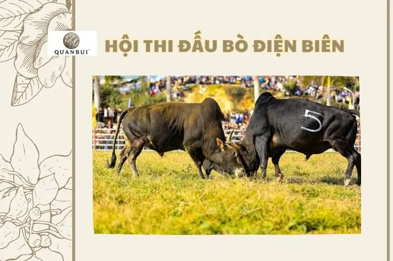 Hội thi đấu bò Điện Biên