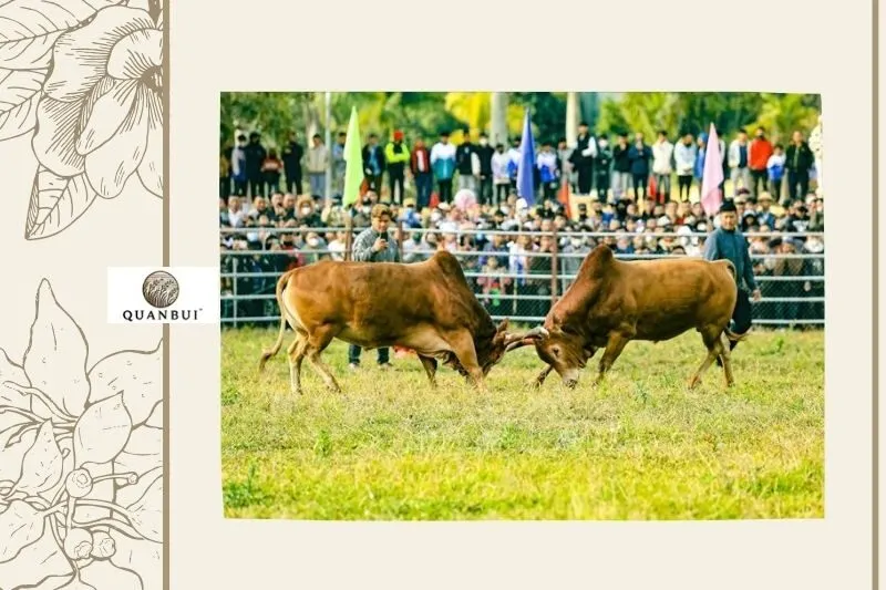 Tổng quan về Hội thi đấu bò Điện Biên